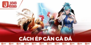 Cách Ép Cân Gà Đá - Kỹ Thuật Quan Trọng Đạt Hiệu Quả Cao