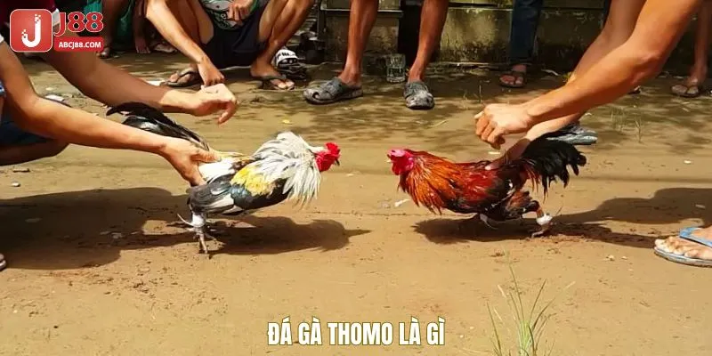 Giới thiệu đá gà Thomo