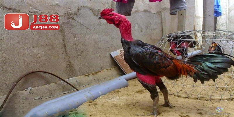 Một số thông tin về cách ép cân gà đá nên biết
