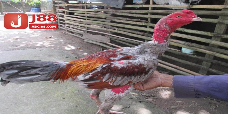 Những chú ý quan trọng cần nắm bắt trong quá trình ép cân gà