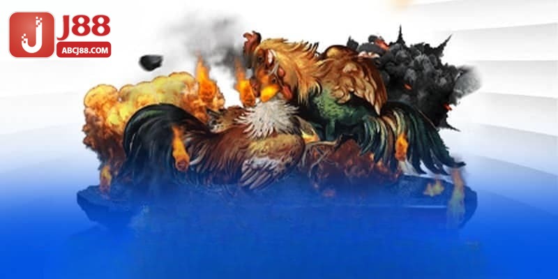 Thông tin về màu mạng gà đá