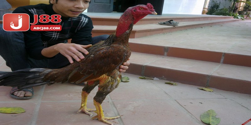 Tổng hợp cách ép cân gà hiệu quả bất bại cho hội viên áp dụng