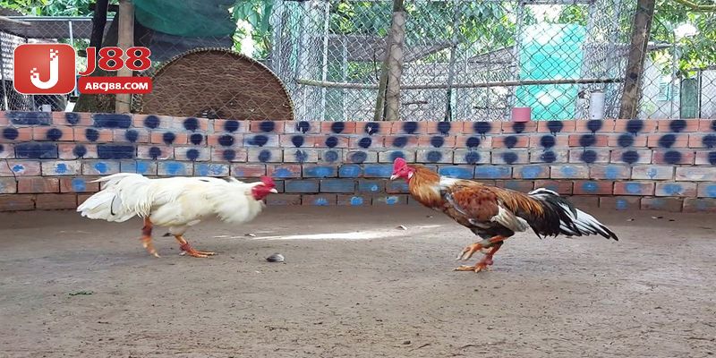 Tổng quát thông tin chi tiết về trò chơi đá gà thái cho newbie
