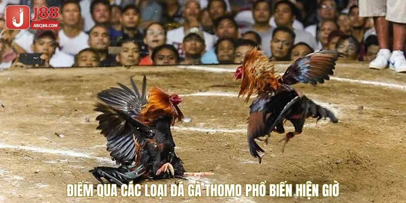 Top 3 thể loại đá gà Thomo phổ biến