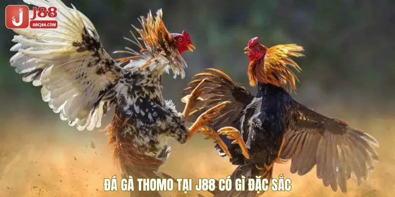 Ưu điểm đặc sắc của đá gà Thomo tại nhà cái J88